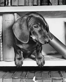 Dachshunds: Dachshund on a bookshelf