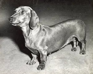 Dachshunds: Dachshund dog