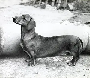 Dachshunds: Dachshund dog