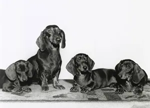 Dachshunds: Four Dachshund dogs