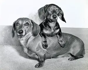 Dachshunds: Two Dachshund dogs