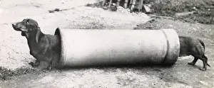 Illusion: Two Dachshund dogs at either end of a long pipe