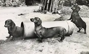 Dachshunds: Three Dachshund dogs playing with a pipe