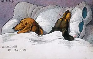 Ignore: Dachshund dogs sleeping in bed