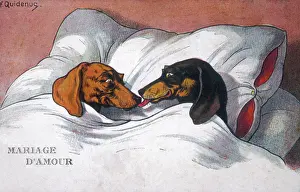 Dachshund dogs sleeping in bed