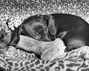 Dachshunds: Dachshund with a large bone