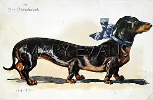 Excessively: DACHSHUND WITH SIX LEGS