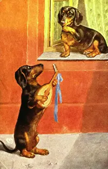 Lute: Dachshund serenade