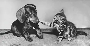 Dachshunds: Dachshund and tabby kitten