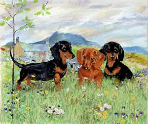 Dachshunds: Three Dachshunds