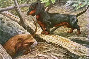 Dachshunds: Two Dachshunds