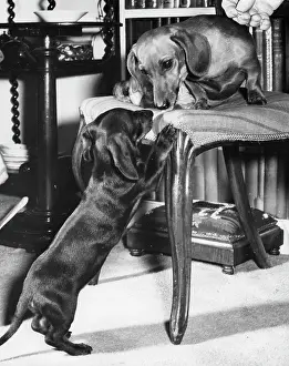 Dachshunds: Two Dachshunds eyeing each other