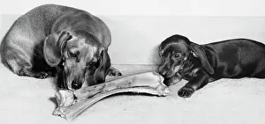 Chewing: Two Dachshunds with a large bone