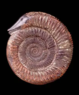 Coil: Dactylioceras commune, ammonite