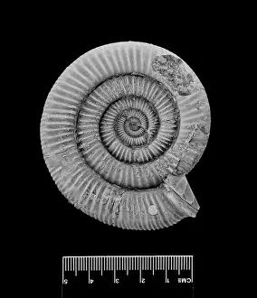 Coil: Dactylioceras commune, ammonite
