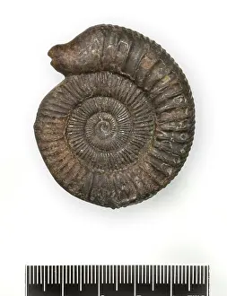 Ammonite: Dactylioceras commune, snakestone ammonite