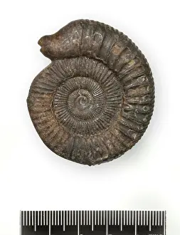 Cephalopoda: Dactylioceras commune, snakestone ammonite