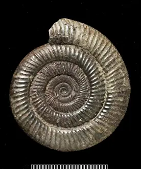 Cephalopoda: Dactylioceras, fossil ammonite