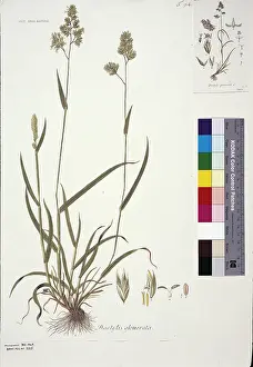 Glomerata: Dactylis glomerata, cocksfoot