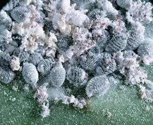 Cochineal: Dactyloprus coccus, scale insect