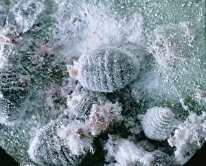 Cochineal: Dactyloprus coccus, scale insect