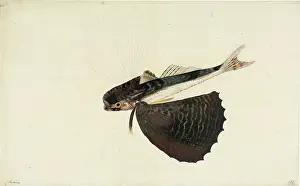 Volitans: Dactylopterus volitans, flying gurnard