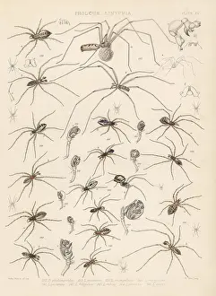 Arachnology: Daddy long-legs, filmy dome spider, sheet weaver spider, etc