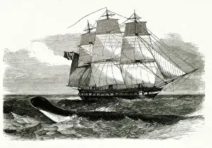 Sighted: DAEDALUS SEA SERPENT