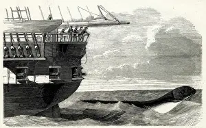 Sighted: DAEDALUS SEA SERPENT