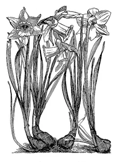Lilley: Daffodil