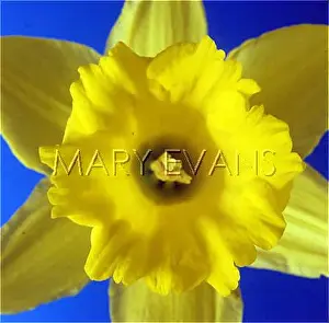 Filament: DAFFODIL CLOSE-UP