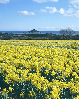 Marazion: Daffodil fields, St Michael's Mount, Marazion, Cornwall