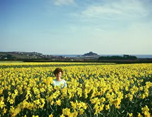 Marazion: Daffodil fields, St Michael's Mount, Marazion, Cornwall
