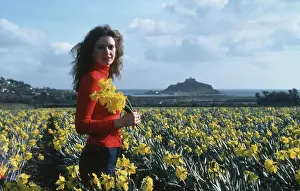 Marazion: Daffodil fields, St Michael's Mount, Marazion, Cornwall