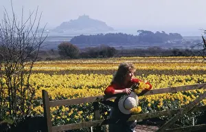 Marazion: Daffodil fields, St Michael's Mount, Marazion, Cornwall