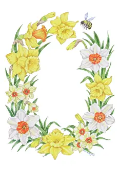 Narcissi: Daffodil and Narcissi border with bee