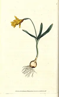 Subsp: Least daffodil, Narcissus pseudonarcissus subsp. minor
