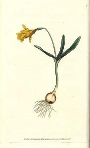 Subsp: Least daffodil, Narcissus pseudonarcissus subsp. minor
