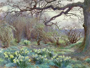 Clumps: Daffodil Time ' daffodils under a tree