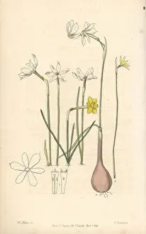 Flavus: Daffodil varieties