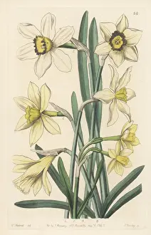Spofforth: Daffodil varieties raised at Spofforth