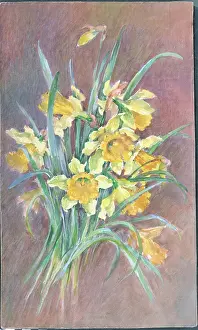 Pressland: Daffodils