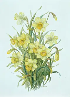 Daffodils