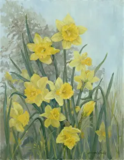 Doreen: Daffodils