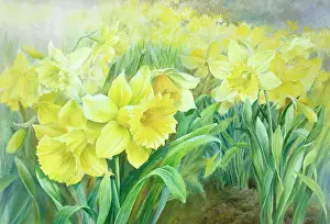 Mullen: Daffodils