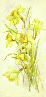 Daffodils