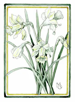 Gillies: Daffodils
