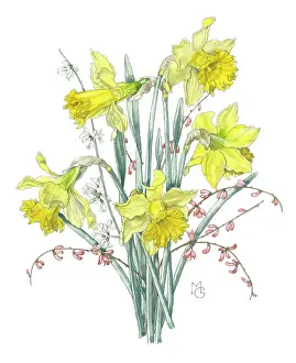 Sprays: Daffodils