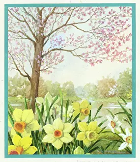 Almond: Daffodils and almond blossom