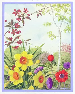 Anemones: Daffodils, anemones and crab apple